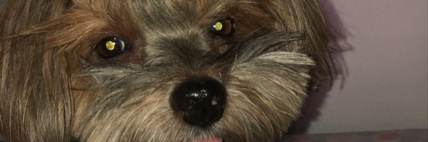 lestracci_'s profile banner image