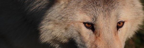 PredatorExp Profile Banner