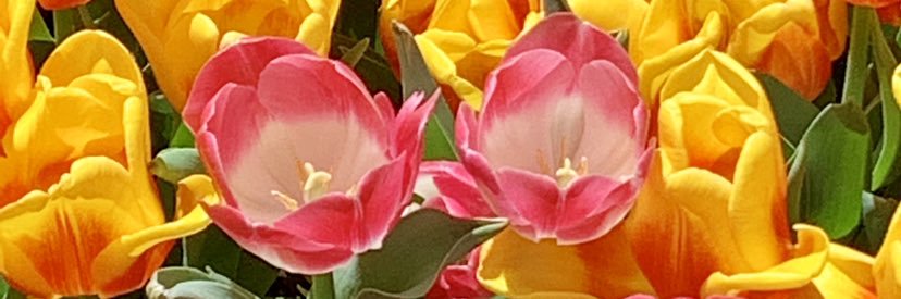 NikkiAJ777's profile banner image