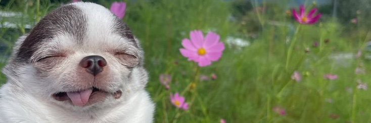chimmytarot's profile banner image
