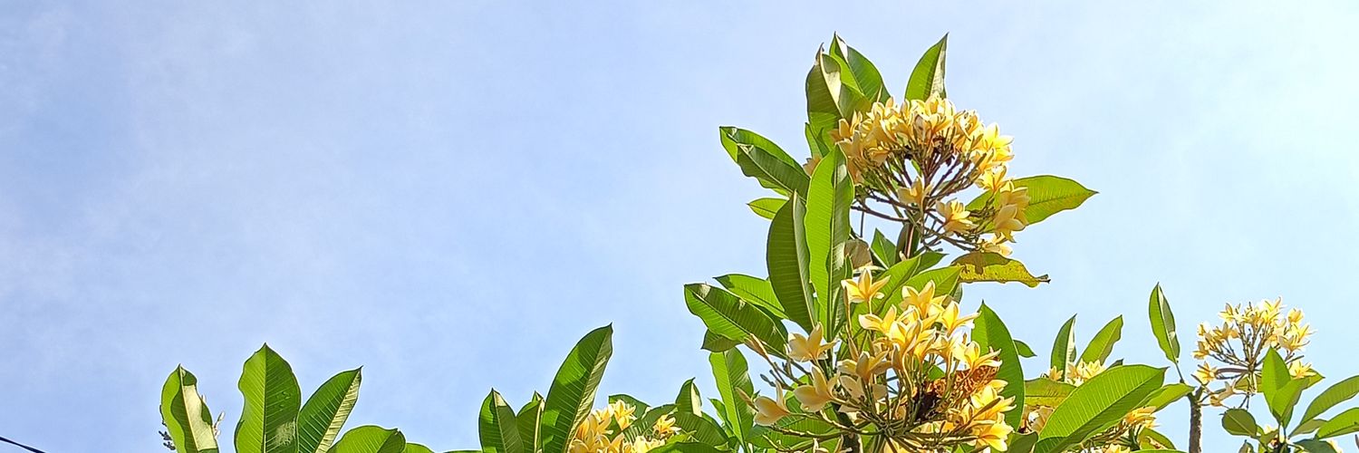 cwardani's profile banner image