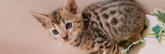 rin_bengal's profile banner image