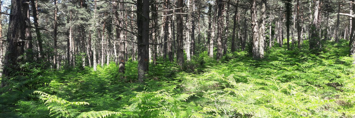 forestal__'s profile banner image