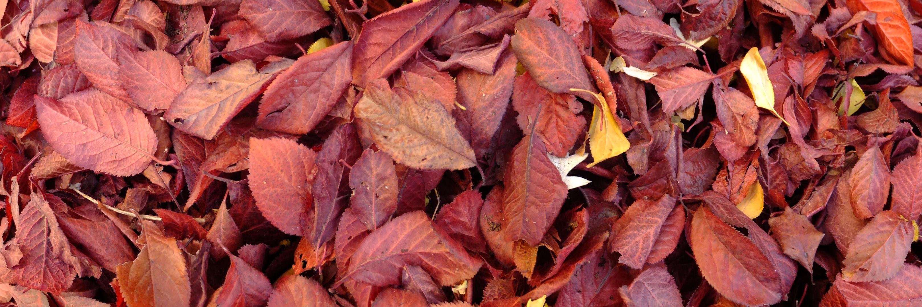 Ömer Fatih Yaşar (fati') banner