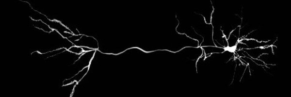 LukeMillerNeuro Profile Banner