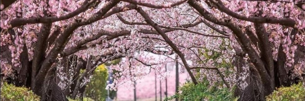 Cry_Sakura_'s profile banner image