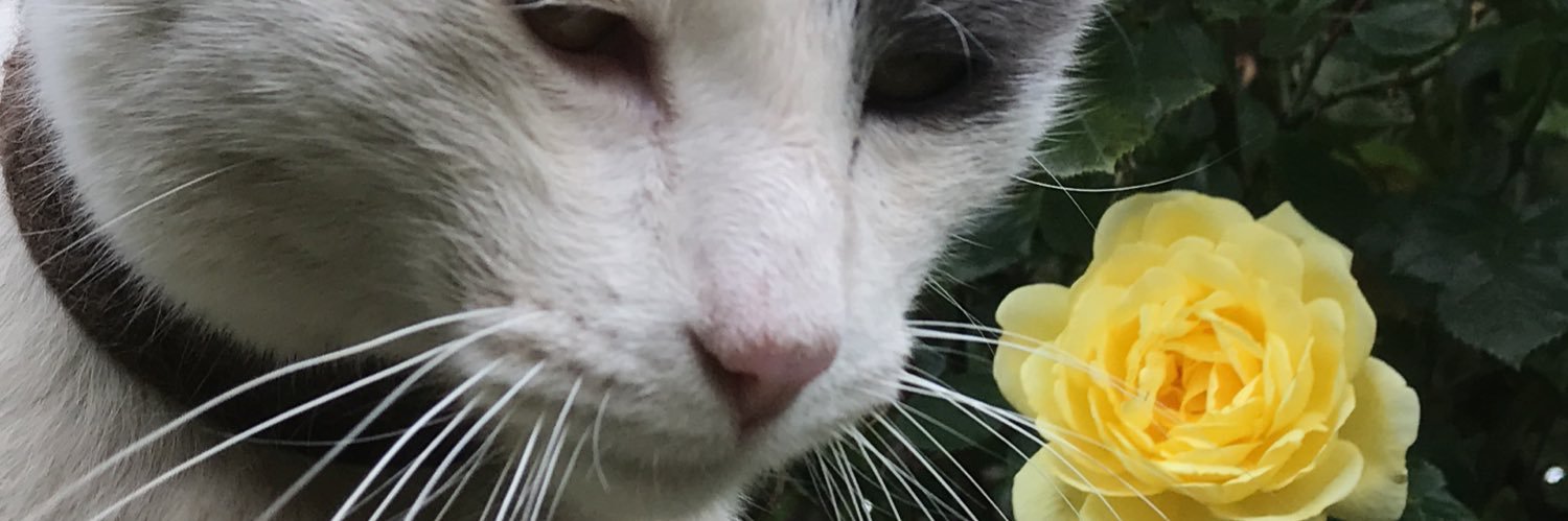 _mendozamay's profile banner image