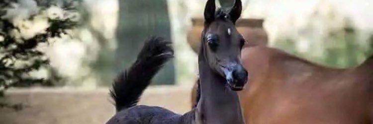 Mohamedalsaad1's profile banner image