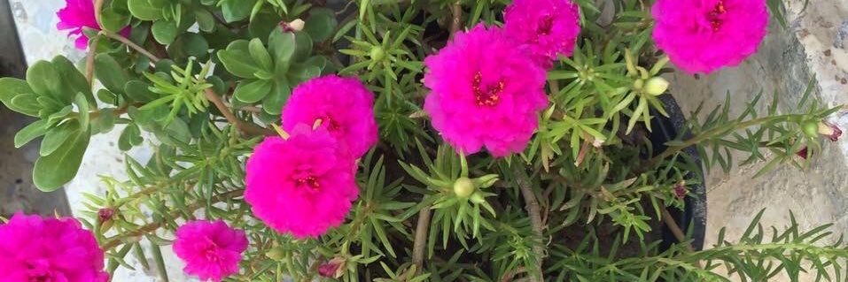 ✨Barbara Isla✨ banner
