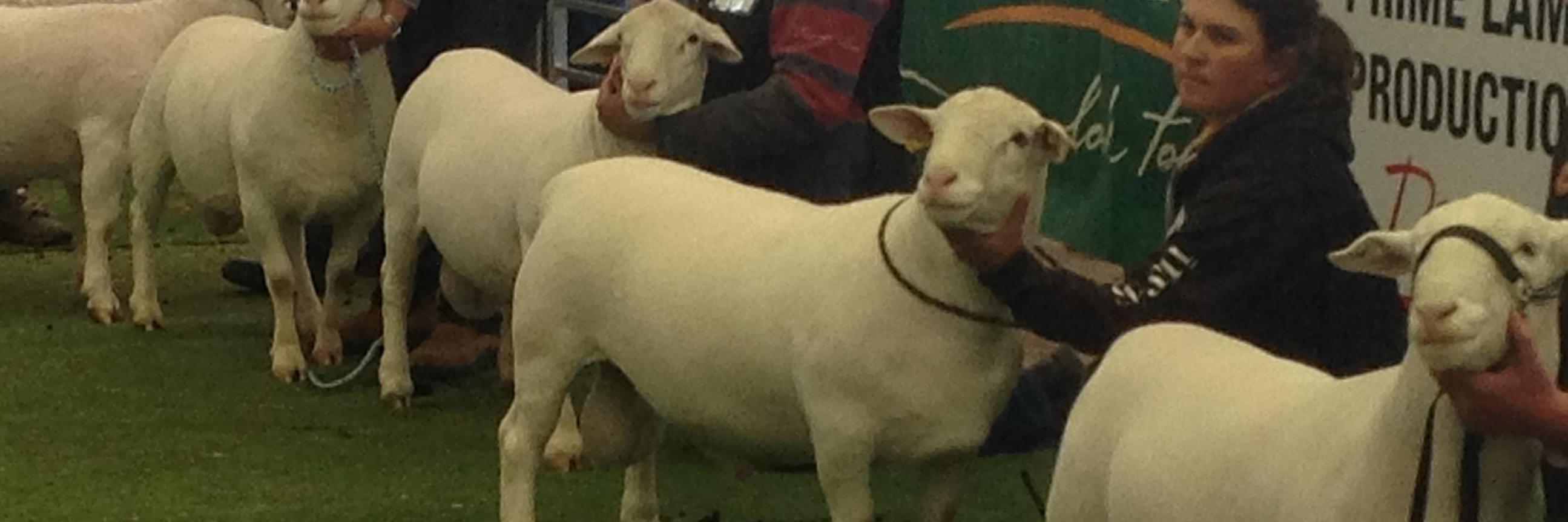 Jamie-Lee Oldfield banner