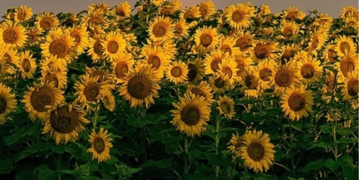 bethneeley's profile banner image