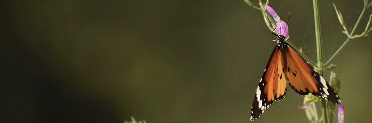 idckenzie_'s profile banner image