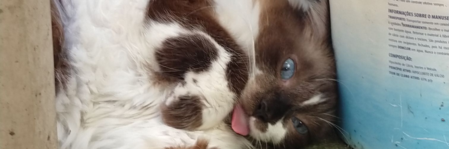 kellythalia_'s profile banner image