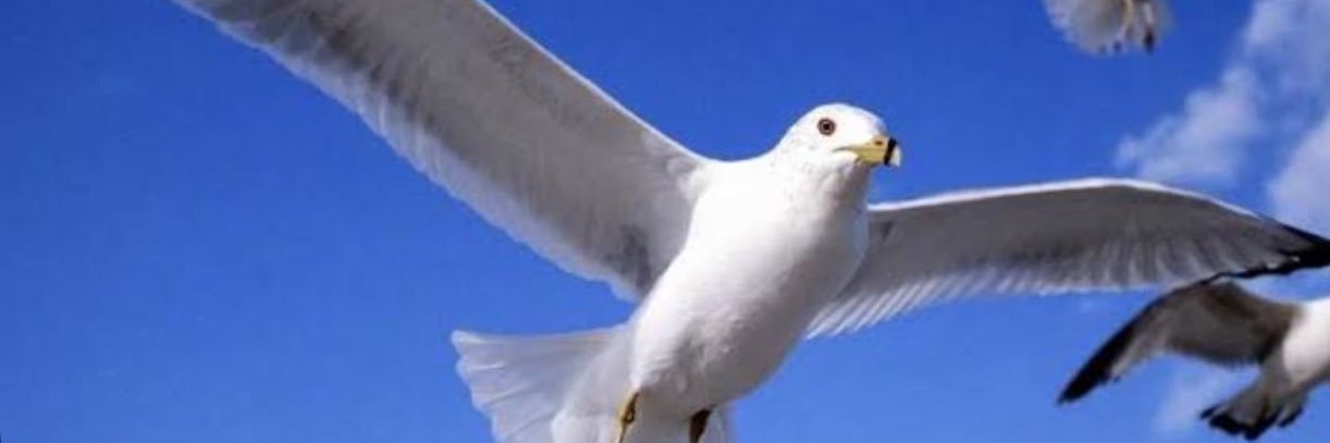 . banner