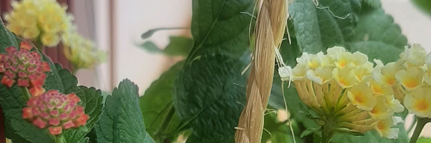 margosanta's profile banner image