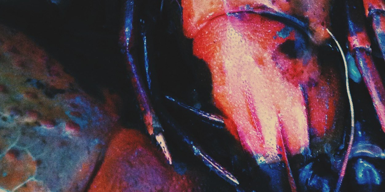 Amy Hamilton banner