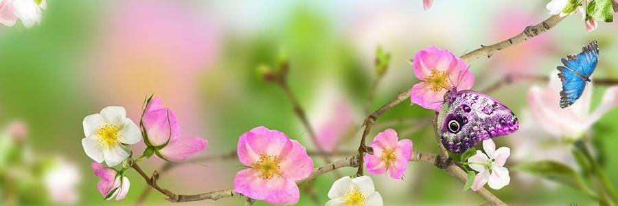 MilkPotatoMöchi banner