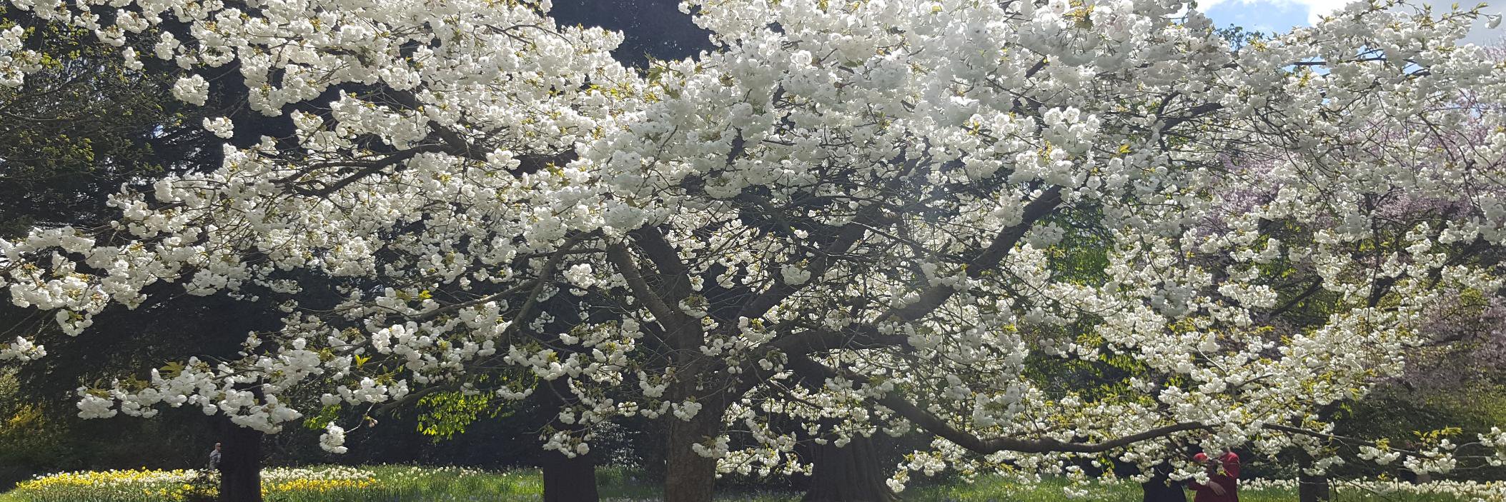 charlotte mcintyre banner