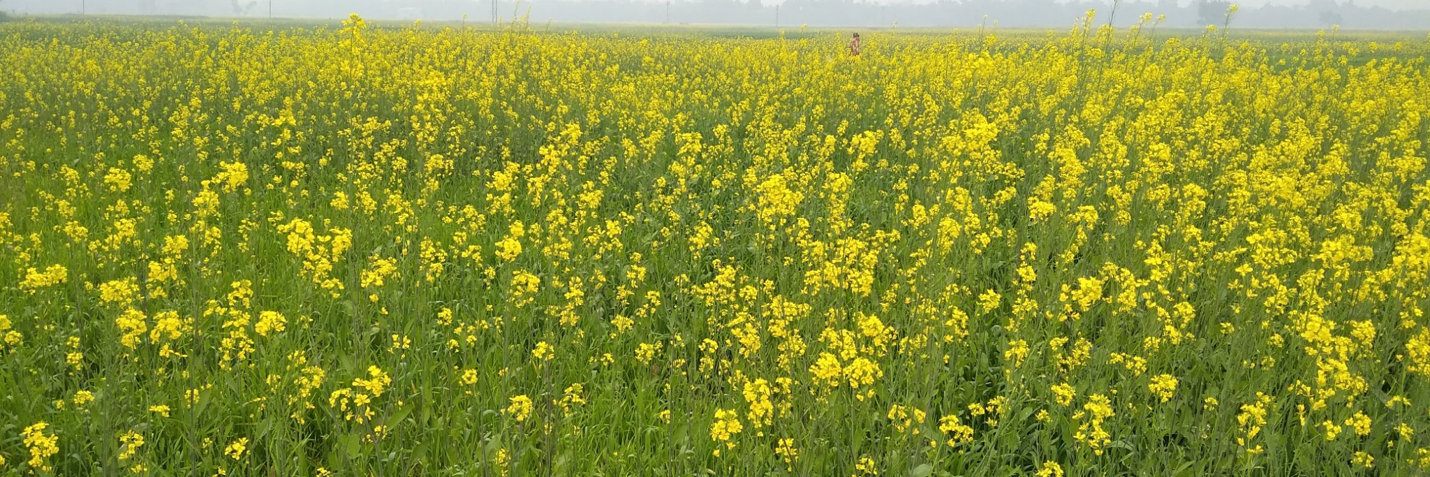 nitishroyk's profile banner image
