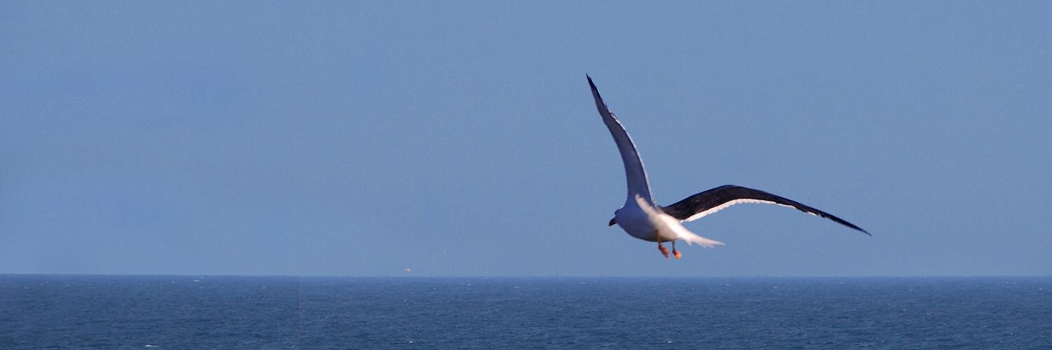 Roselyne Van Eecke ن banner