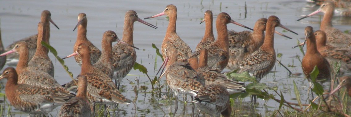 Jen Gill (she/her) banner