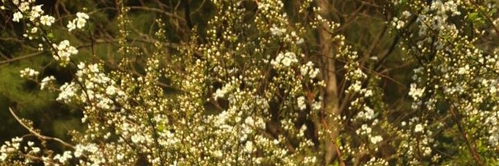 lezenca's profile banner image