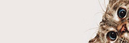 pinkybeastt's profile banner image