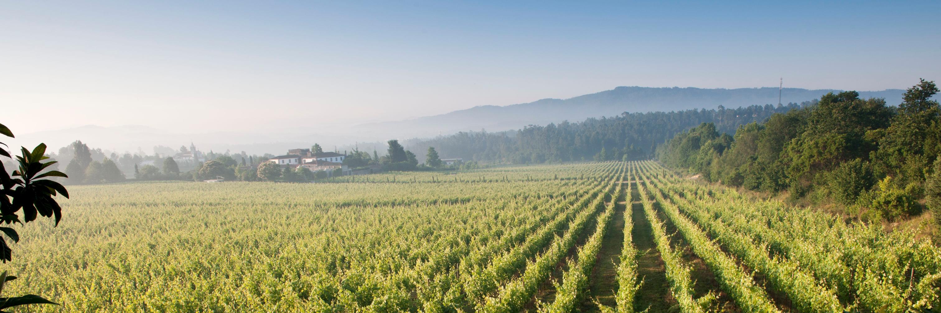 Vinho Verde Wines US banner