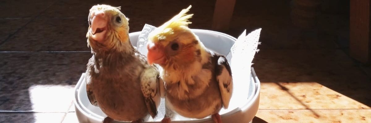 ukelelee02's profile banner image