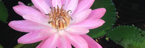 iGas2 Profile Banner