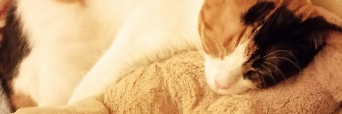 Sem Amca banner
