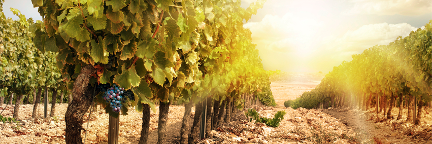 FruitPickingJob's profile banner image