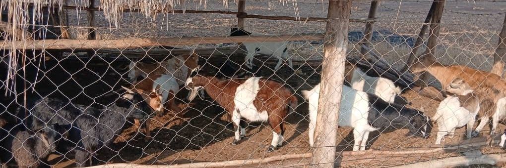 Functional Alcoholic banner