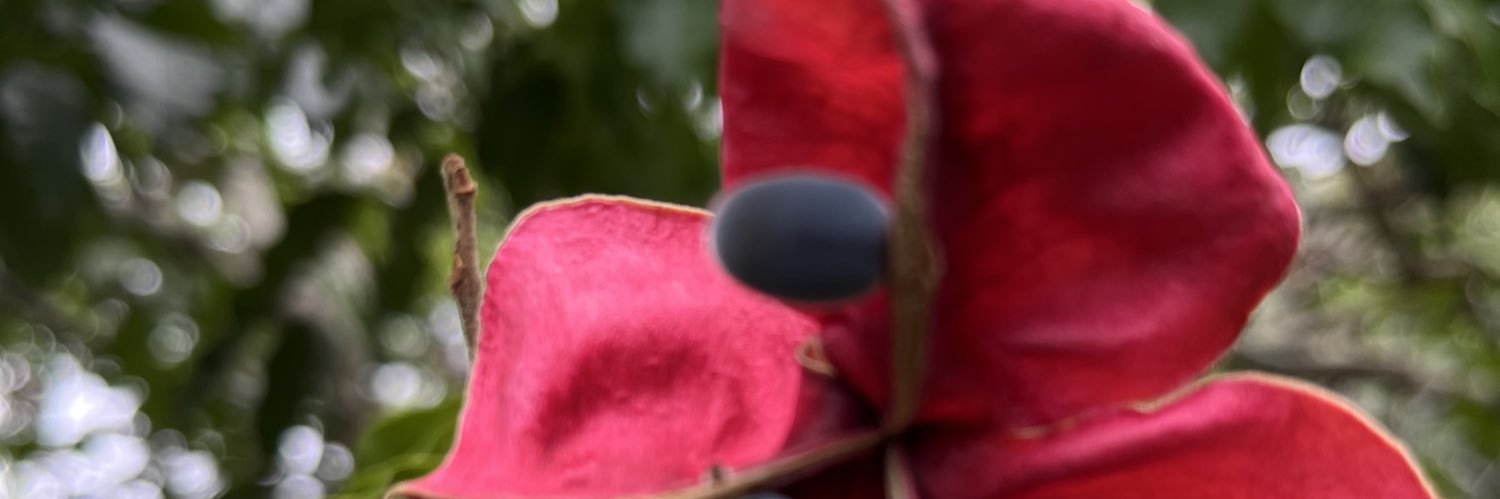 phillylobo's profile banner image