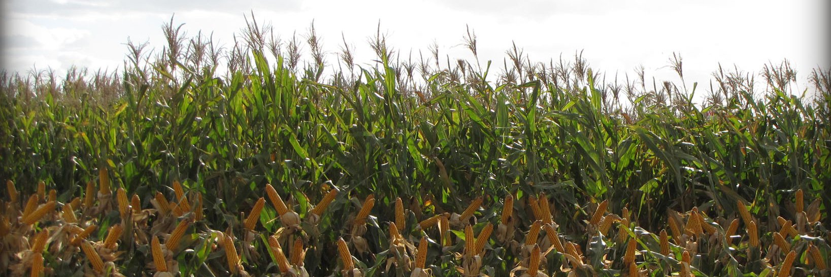 Campo a Pleno banner