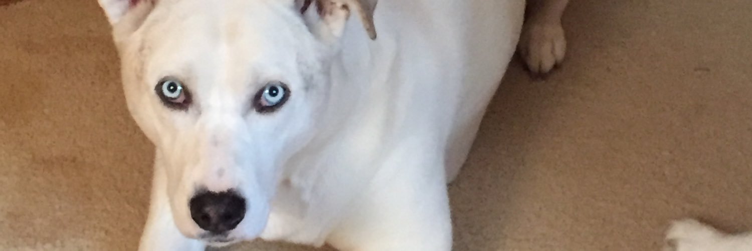 JillWV's profile banner image