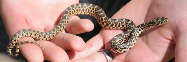 CSCsnaketweet Profile Banner