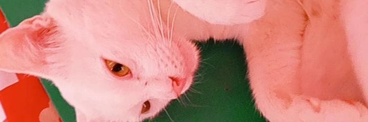 aldanages's profile banner image