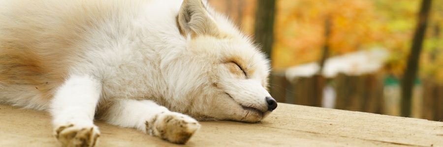K_L_Milch's profile banner image