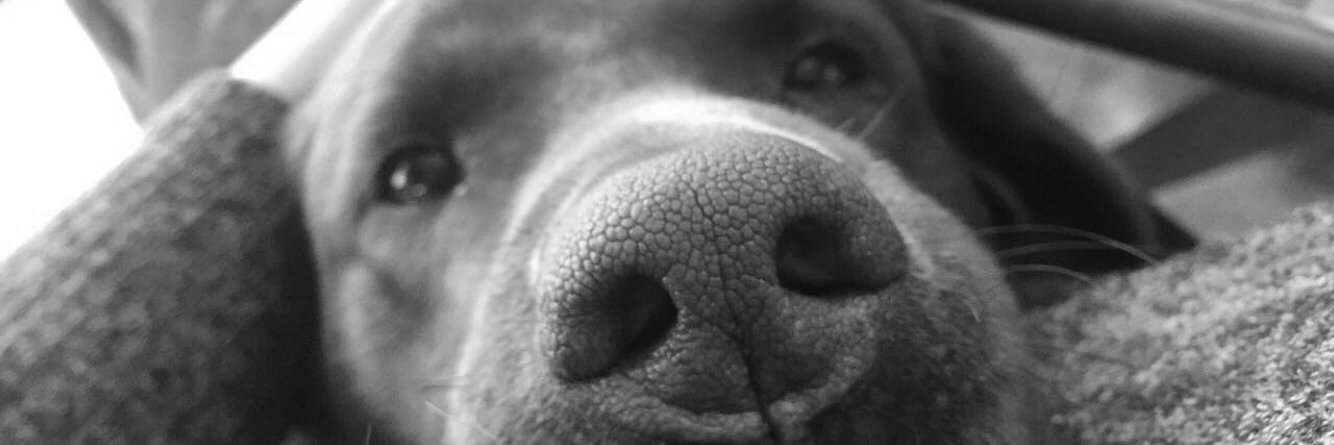 allisonbrown03's profile banner image