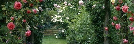 tama_der's profile banner image