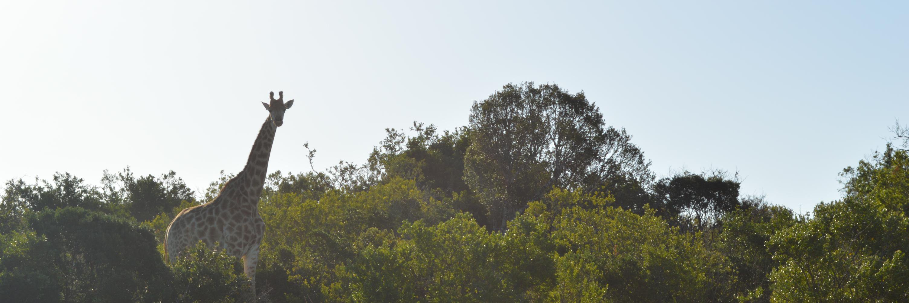 andy_lowe1's profile banner image