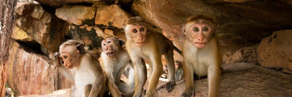 monkeybaat banner