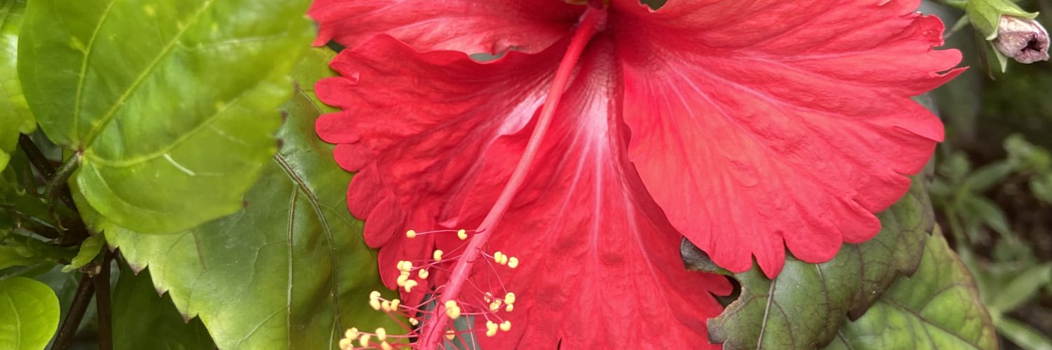 MUVAGAIA's profile banner image