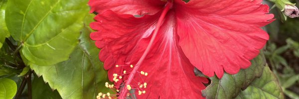 MUVAGAIA Profile Banner