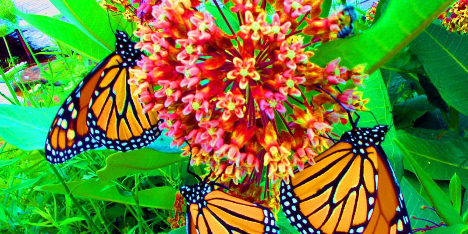 StephenHarris banner