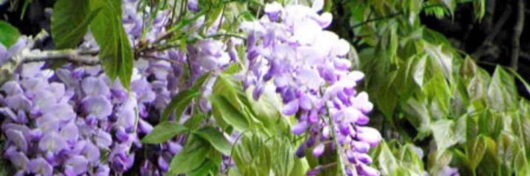 cataellies's profile banner image