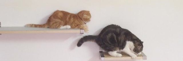purrlicia's profile banner image