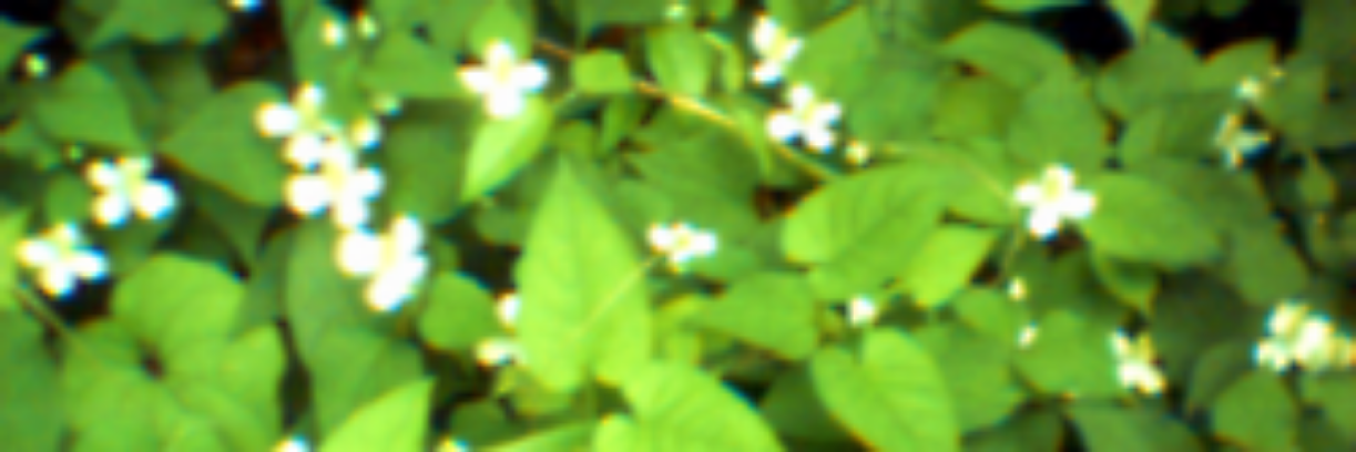 guskant sunolili banner