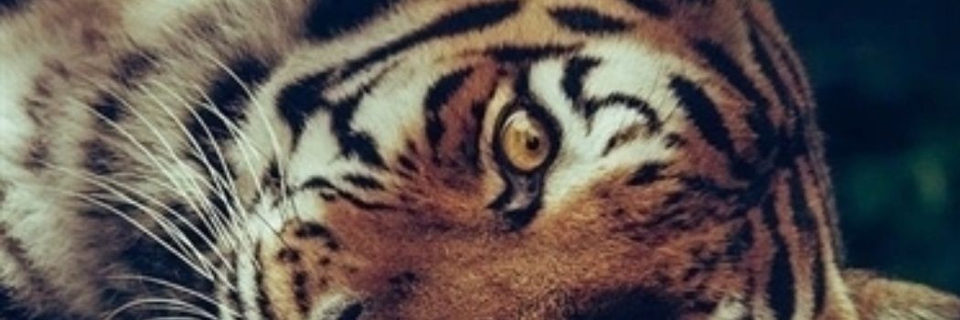 Tiger_Nims's profile banner image